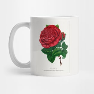 Red rose, American Beauty Lithograph (1900) Mug